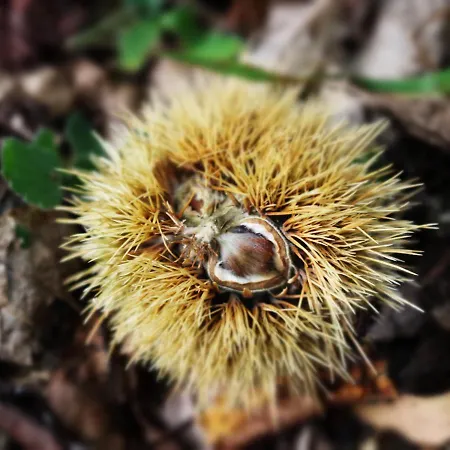 Terra E Radici_castanea 招待所 Spriana